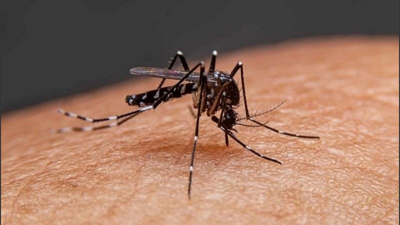 El Ministerio de Salud de Santa Fe confirmó 340 casos de dengue, de los cuales solo dos fueron clasificados como importados.