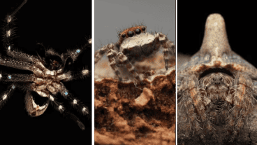 Las arañas también son expertas en el camuflaje.