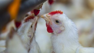 Nuevos casos de gripe aviar, ahora en Santa Fe.