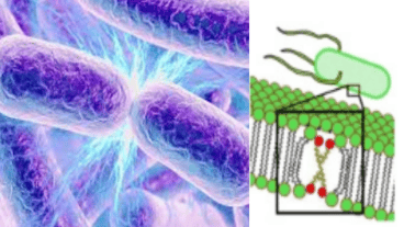 El compuesto fue identificado como COE2-2hexyl.