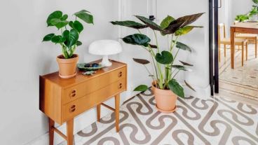 Existen distintas variedades, ideales para adaptar en cualquier espacio