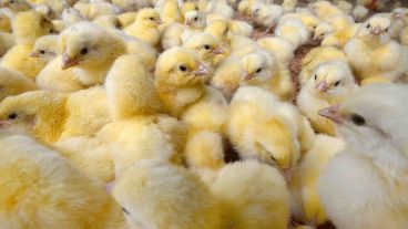 La firma a la que apunta la denuncia de vecinos se dedica a criar aves.