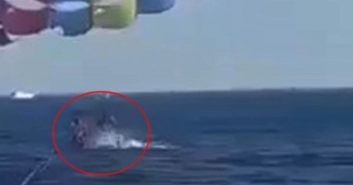 Shocking video: Shark attack man with umbrella
