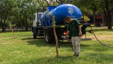 El municipio avanza con un plan de arbolado.