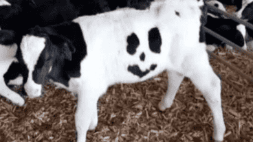 "Happy" se convirtió rápidamente en un éxito en las redes sociales.