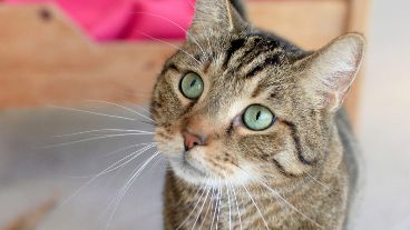 Los gatos modifican su manera de ronronear según lo que necesitan.