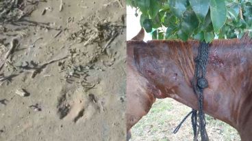 Las huellas del animal y el caballo herido.