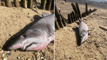 El animal no pudo sobrevivir.