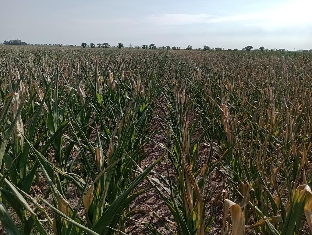 Los maíces de segunda aguantan como pueden, pero ya hay daños irreversibles (Foto: @picco_leonardo)
