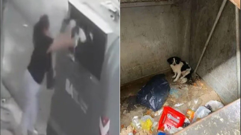 Video indignante: una mujer tiró a su perro a un contenedor de basura
