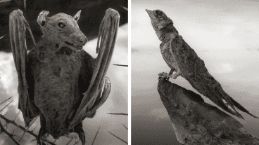 Los cuerpos que caen al agua se descomponen rápidamente.