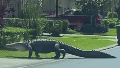 Video: un caimán de más de 3 metros fue captado caminando por un barrio lujoso ante la vista aterrorizada de vecinos