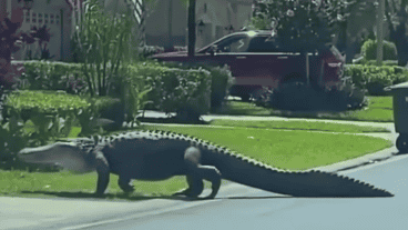 El reptil cruzó una avenida antes de detenerse en un césped a descansar.