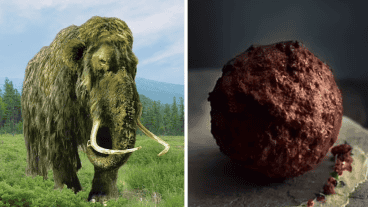 La carne cultivada usa mucha menos tierra y agua que el ganado tradicional.