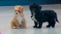 Video: el tierno reencuentro entre los perritos Caramelo y Morita