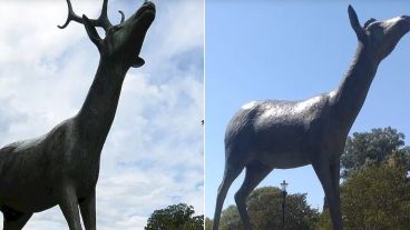 El venado, antes y después del robo de los cuernos.