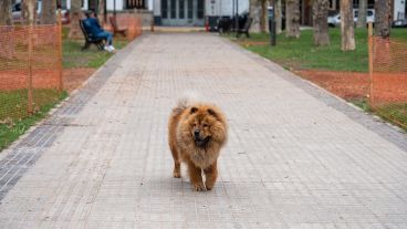 Los perros disfrutan del aire libre, pero sus dueños deben hacerse responsables de ellos.