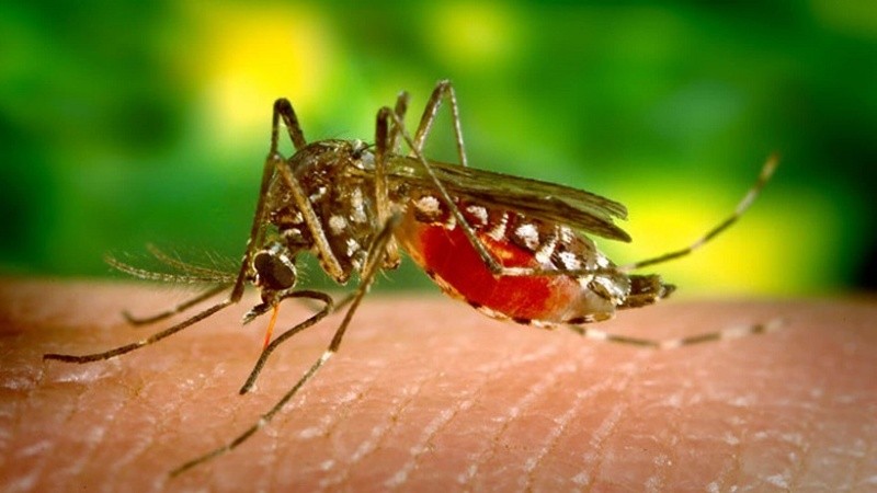 El mosquito Aedes Aegypti en acción. 