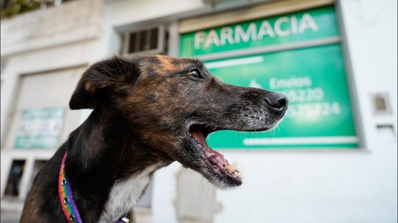 La medida autoriza el expendio en farmacias de medicamentos para uso en animales.