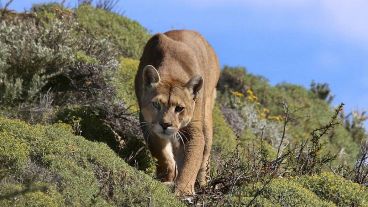 Conforme a lo que explicaron los voceros de la Unidad Regional II se le informó de la Infracción a la Ley Nacional 14.346 y Ley provincial 4.830.