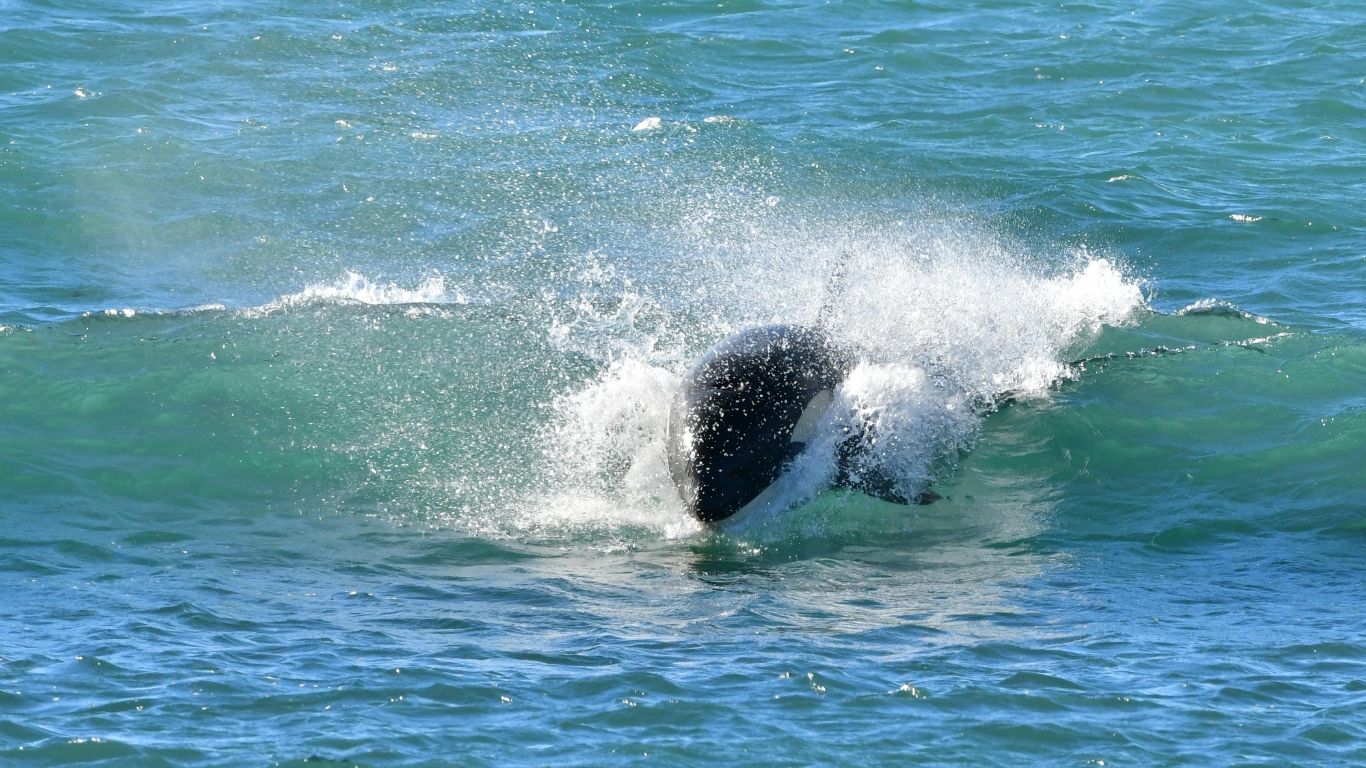 A la “caza” de la reina del mar: cómo es ver y retratar orcas en la Patagonia
