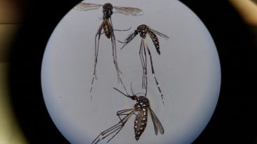 El Grupo Consultivo de Control de Vectores de la OMS tratará el tema de la tecnología con mosquitos a fin de este mes.