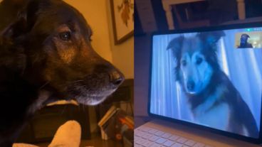 "Cuando realmente extrañás a tu mejor amigo".