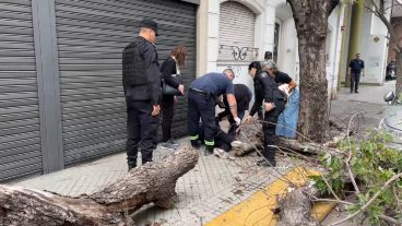 La mujer quedó debajo del árbol caído.