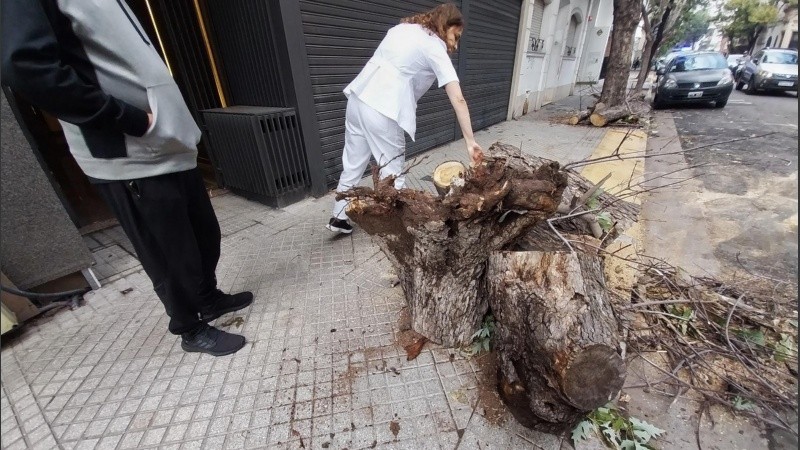 Algunos restos del tronco y las raíces del árbol que se desplomó sobre una mujer.