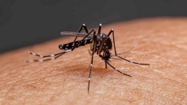 El Ministerio de Salud de Santa Fe confirmó 340 casos de dengue, de los cuales solo dos fueron clasificados como importados.