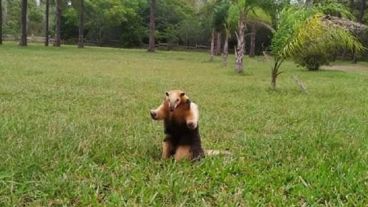El Centro de Conservación “Aguará” alberga a más de 120 ejemplares de animales.