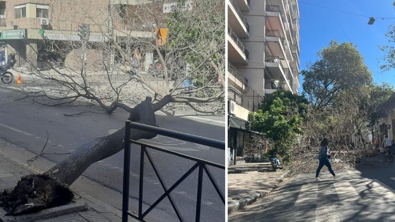 El árbol quedó tendido sobre la calle en Santa Fe a la altura de Paraguay.