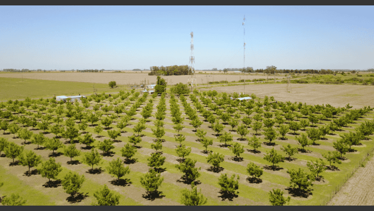 Finca Ruta 80 es un establecimiento pecanero destacado de la provincia de Santa Fe.
