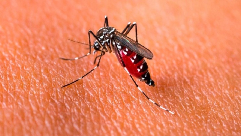 La circulación de dengue se identificó en 16 jurisdicciones correspondientes a cuatro regiones.