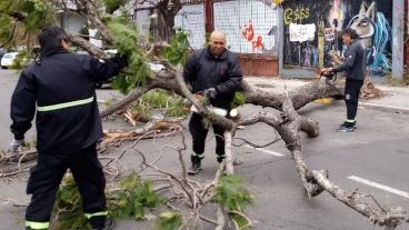 Un árbol caido frente a una obra en construcción.