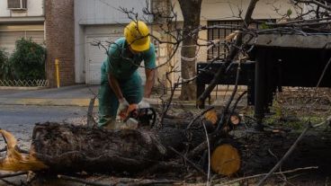 Se sacarán árboles en el área comprendida por Urquiza, Balcarce, Av. Wheelwright y Corrientes.