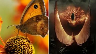 Las mariposas fueron encontradas en la selva amazónica del suroeste.