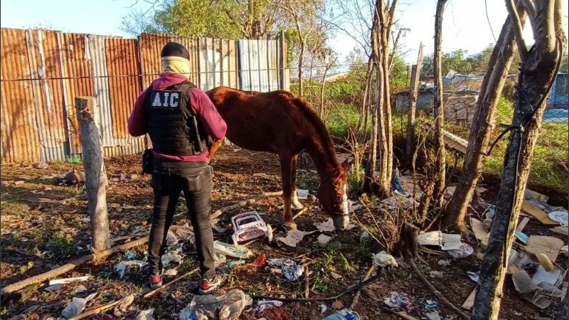 La yegua malacara, ahora en manos de personal policial.