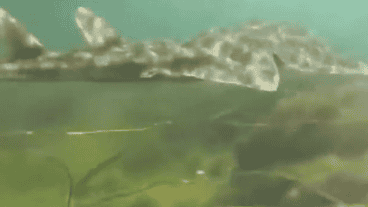 La especie prospera en aguas poco profundas en bahías arenosas.