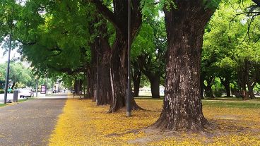 Las flores de los árboles ya cayeron, pero algunos aún lucen su color verde primaveral.