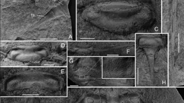 Hay alrededor de 1,2 millones de especies de artrópodos vivos en la actualidad.