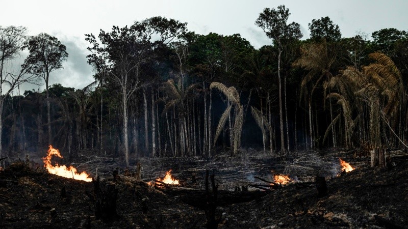 En los primeros cuatro meses de año, la deforestación en la Amazonía se redujo un 40%.
