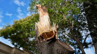 Así quedó un árbol arrasado por el viento fuerte de este viernes por la mañana en Balcarce y Santa Fe.