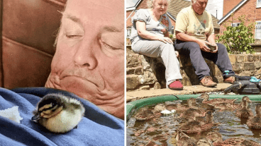 Phil cuidó Freda hasta que pudo volar, se fue pero regresó con once patos más.