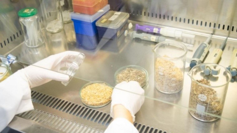 Investigarores santafesinos desarrollan biomaterial para reemplazar el plástico en packaging 