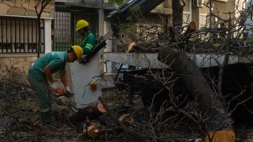 Habrá extracciones de árboles en los distritos centro, sur, sudoeste y oeste.