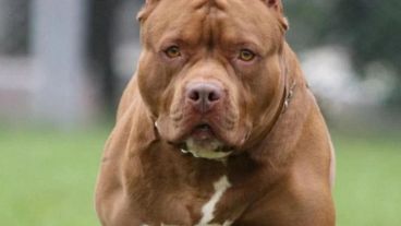 La mujer de 46 años debió ser operada por las heridas que le causaron los perros. 