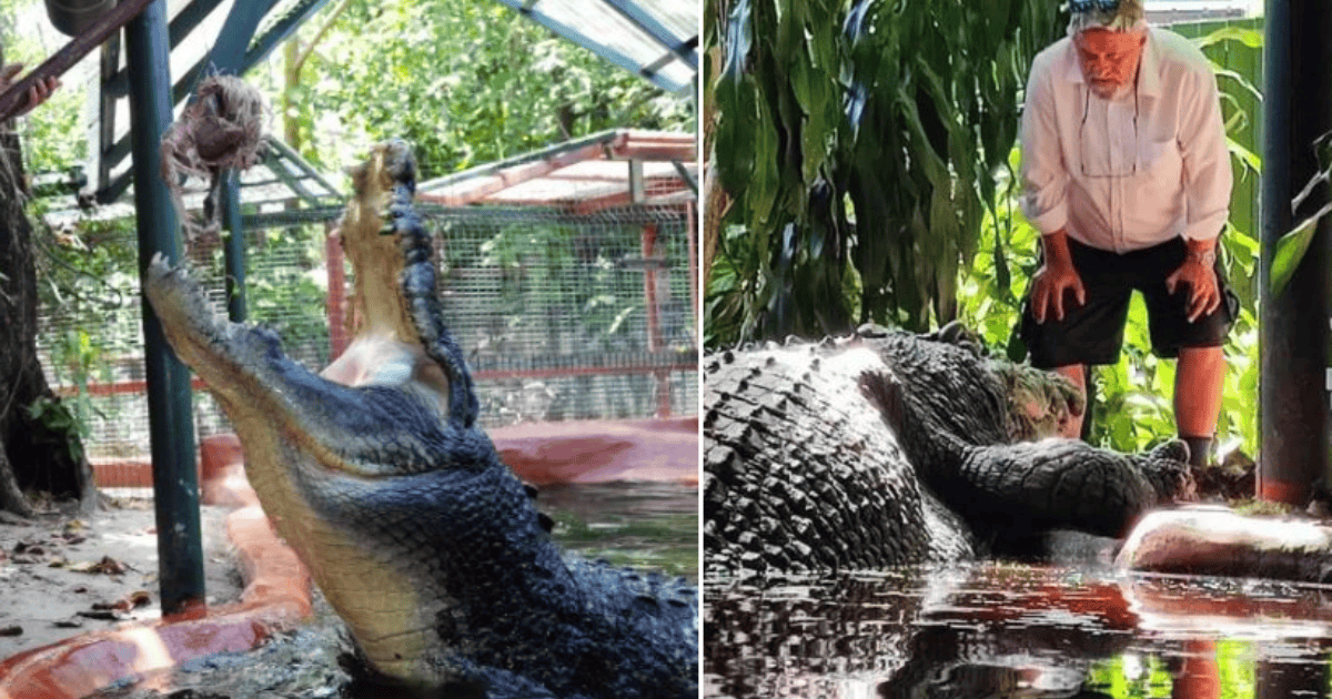 Fotos y video sigue creciendo el cocodrilo más grande del mundo Rosario3