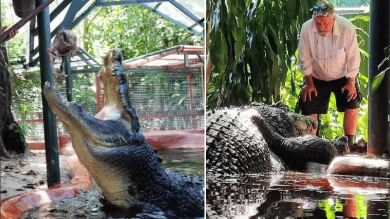 Cassius sigue creciendo a pesar de su notable edad.