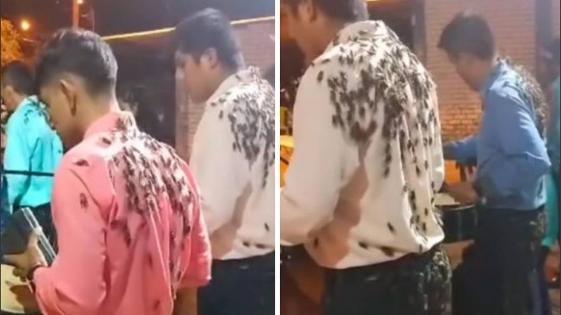 Los grillos para muchos son símbolo de buena suerte.